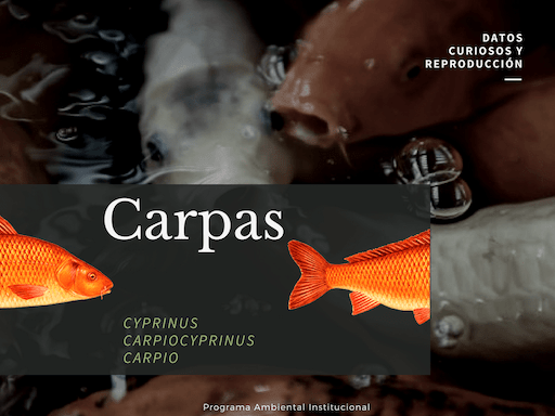 Carpas