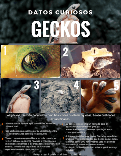 Geckos